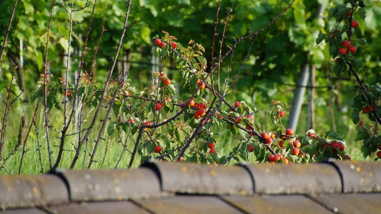 Weingut & Gaestezimmer Pammer Mitterarnsdorf ภายนอก รูปภาพ